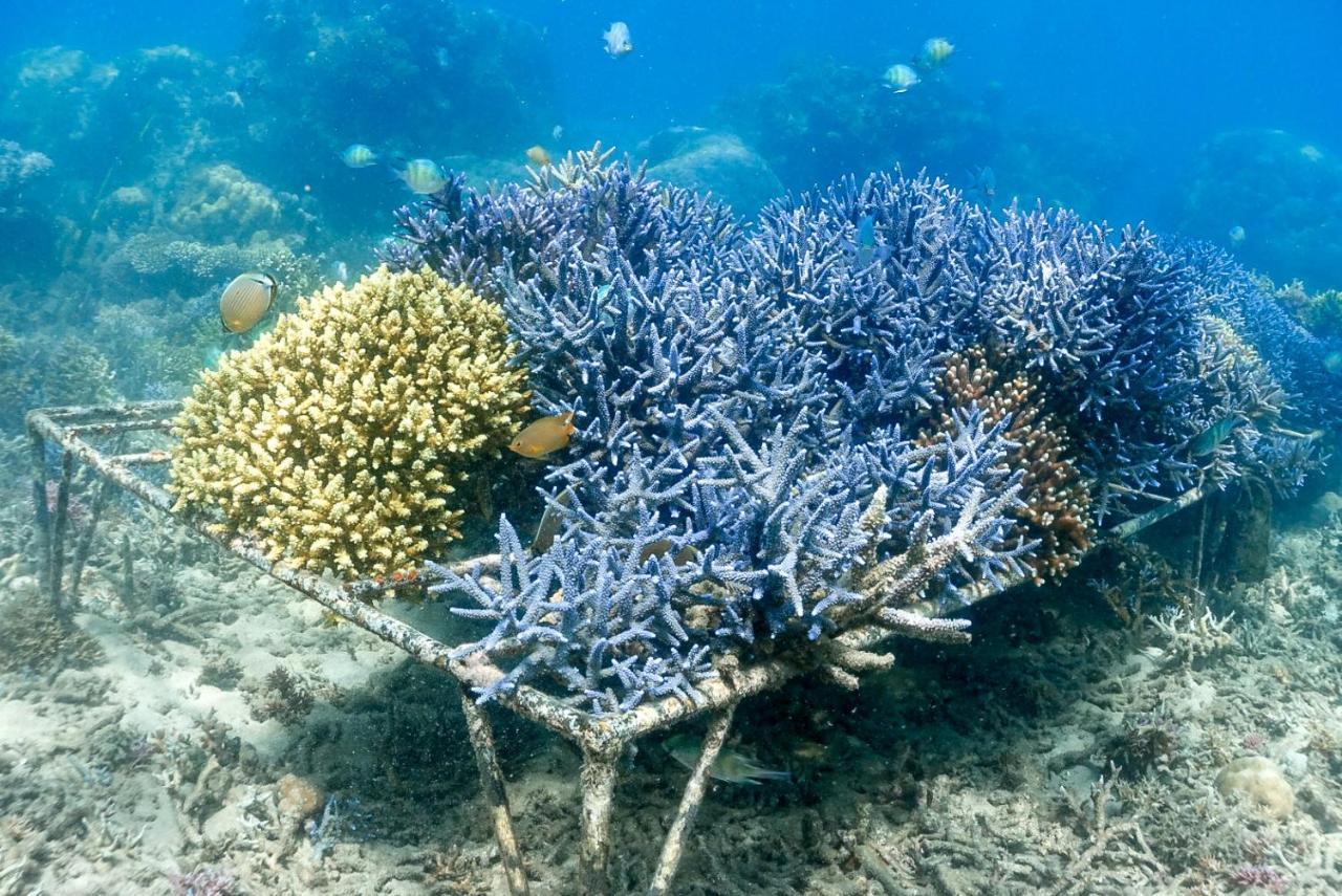 Hotel Alam Karang Gili Gede Zewnętrze zdjęcie