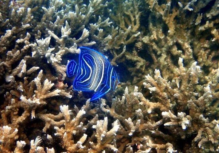Hotel Alam Karang Gili Gede Zewnętrze zdjęcie